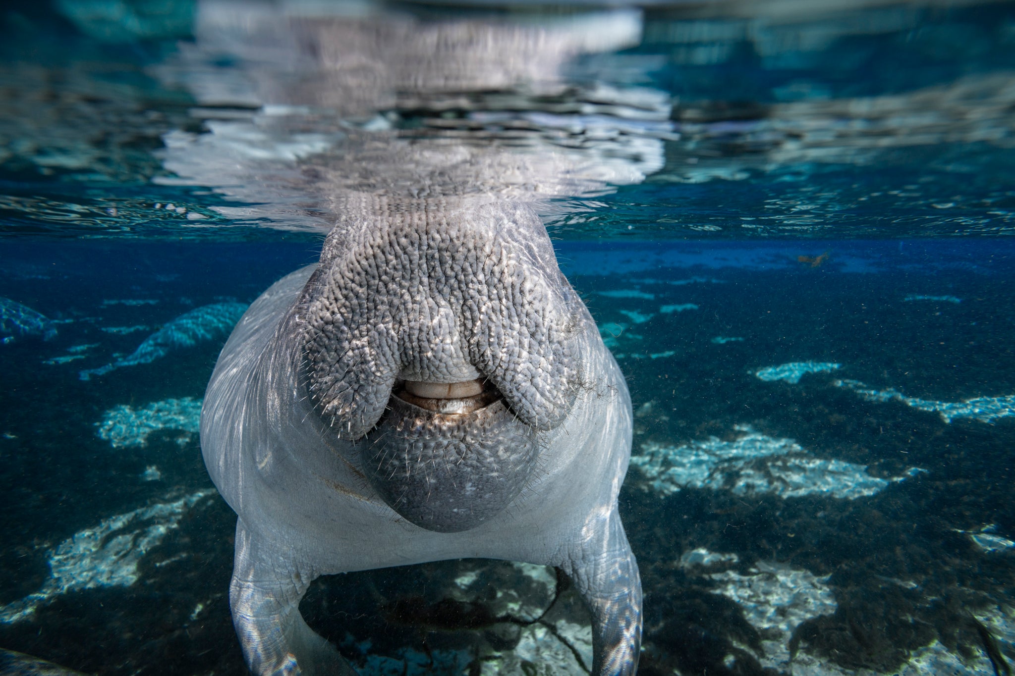 The Big Grin