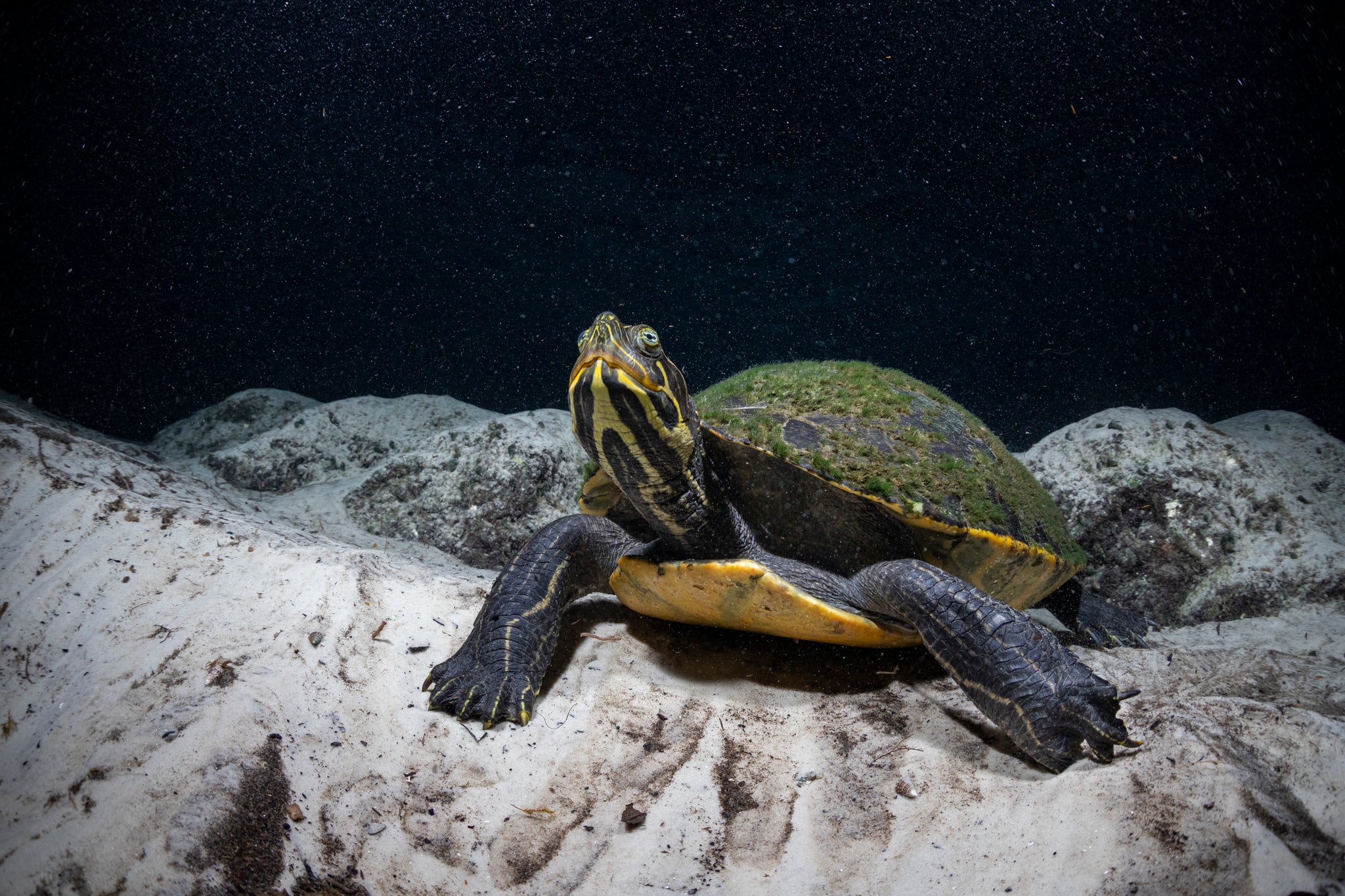 Interstellar Cooter