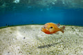 The Fiery Fish
