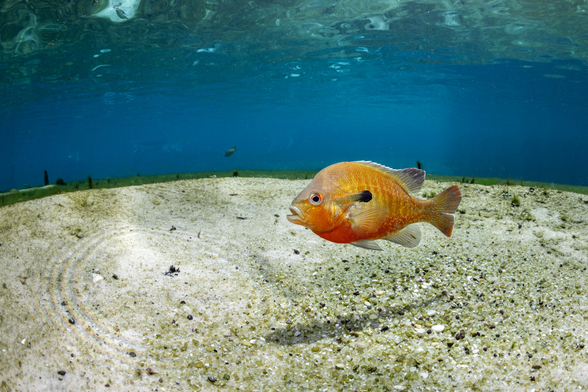 The Fiery Fish